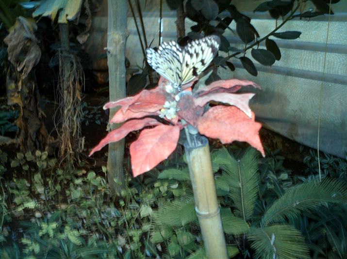 2004-11 ferme papilons 005.jpg